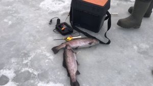 утренние поимки форели