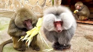 Люськины БЫВШИЕ научили ее ПЛОХОМУ- школа ДОМИНИРОВАНИЯ пройдена! Наконец то ВСТРЕТИЛИ Феню и Веню!