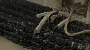 НЕЗАКОННАЯ ДОБЫЧА | Новости Камчатки | Масс Медиа