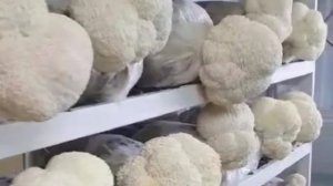 ЕЖОВИК ГРЕБЕНЧАТЫЙ