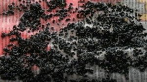 Как вырастить семена лука чернушку