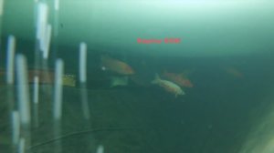 Рыба в пруду в Сибири