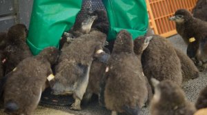 Возвращение в дикую природу 1 сезон 3 серия (документальный сериал, 2025)