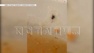 Паразитный флэшмоб - пациенты нижегородских больниц выкладывают фото и видео с тараканами