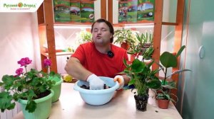 Комнатное цветоводство. Часть 3. Антуриум.