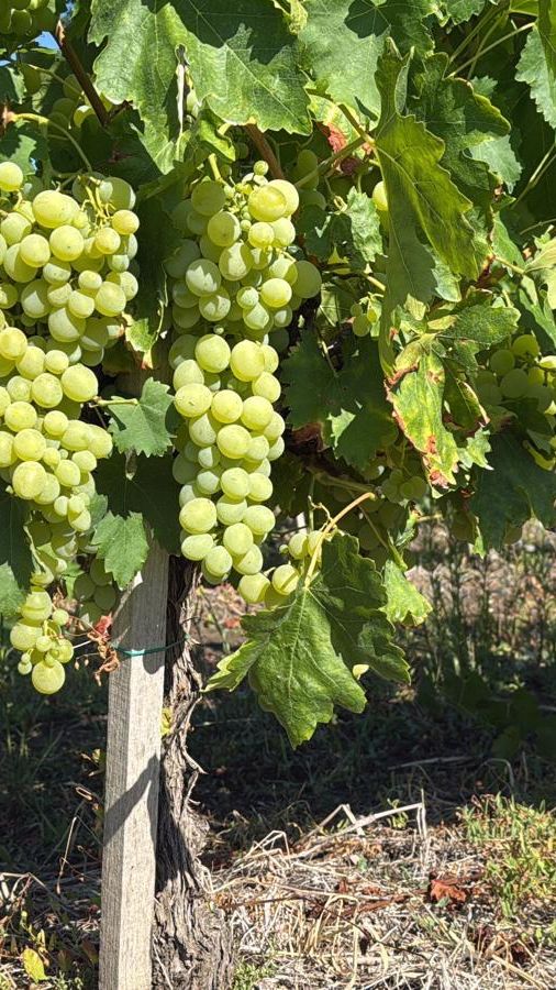 Саженцы винограда производство Сербия