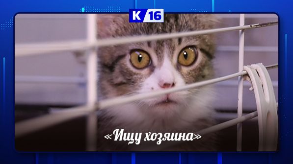 "Ищу хозяина" смотреть онлайн