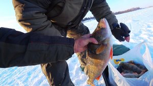 Килошные окуня и много щук на жерлицы!!!