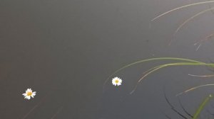 Любит, не любит....