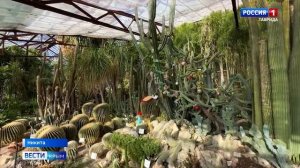 В Никитском ботсаду наряжают секвойядендрон