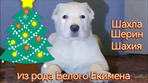 ТРИ КРАСАВИЦЫ БЛИЗНЯШКИ.