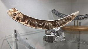 Бивень мамонта из Ханты-Мансийска стал победителем Всероссийского конкурса «Туристический сувенир»