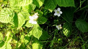 Непонятное растение...