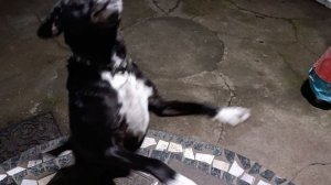 Бебик всё умеет