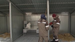 Об условиях содержания животных в бийском муниципальном пункте временного содержания