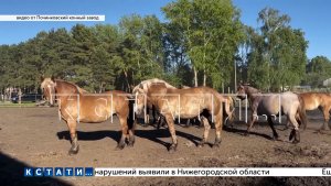 Перекрывать дорогу пришлось жителям Починок, чтобы спасти от захвата и уничтожения конный завод