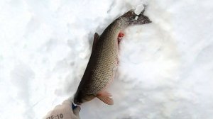 Зимняя рыбалка на Печоре № 9 \ Приходит глухозимье   18.12.25