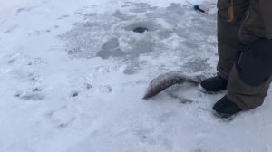 поимка на ратлин