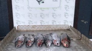 итоговый улов форели