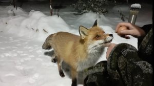 (1206) Лиса приходит в гости. Декабрь 2025