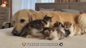 Котята и щенята 🐈🐶 Кошки и собаки 🤗 Милое видео про животных (32)