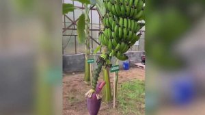 В Абхазии собрали первый урожай бананов