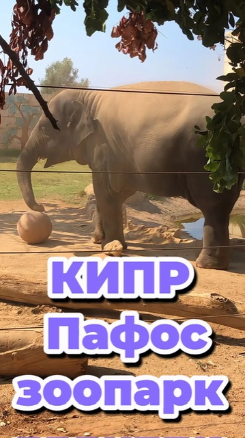 Зоопарк в Пафосе на Кипре