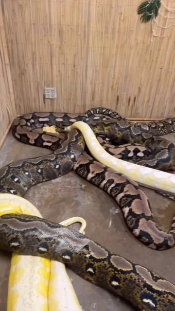 Питоны. смотреть онлайн