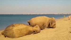 Жаркий день Музыка Сергея Чекалина Hot day Music Sergei Chekalin @music_for_the_soul