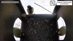 КВАНТОРИУМ АЧИНСК | Прямая трансляция из скворечника