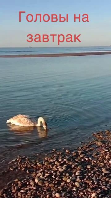 Я ем головы на завтрак смотреть онлайн