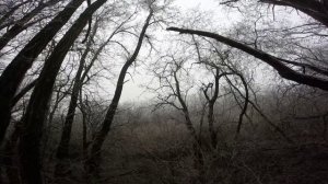 Охота на лису с РГ Баян