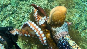 Подводная охота / Осьминог, обернувшийся вокруг моей руки, был для меня настоящим шоком...