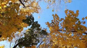 Красивые цвета золотой осени.