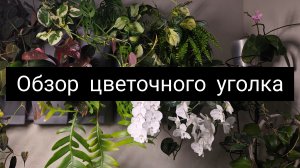 обзор цветочного уголка