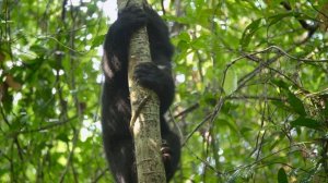 Возвращение в дикую природу 1 сезон 1 серия (документальный сериал, 2025)