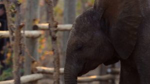 Возвращение в дикую природу 1 сезон 2 серия (документальный сериал, 2025)