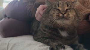 ДНЕВНИК лесного кота Барсика: «Нежный Барс!» - 25 декабря 2025