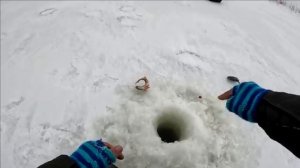 Окуни ЗАГИБАЮТ на БЕЗМОТЫЛКУ в ЛЮТЫЙ МОРОЗ! Зимняярыбалка в ГЛУХОЗИМЬЕ! Друг ОСВОИЛ зимний ЭХОЛОТ.