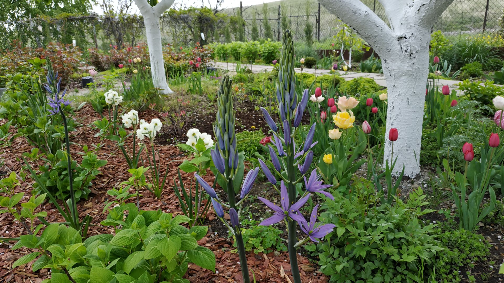 Редкие луковичные, которые восхищают. смотреть онлайн