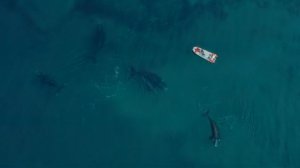 Патагония: Жизнь на краю света 1 сезон 1 серия (документальный сериал, 2022)