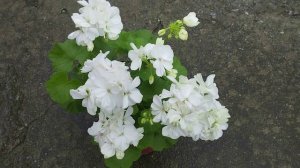 Блиц-обзор сорта пеларгония Willowbrook. Шедевр среди белых миниатюрных пеларгоний!