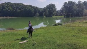 Лошади Смоленск 2023