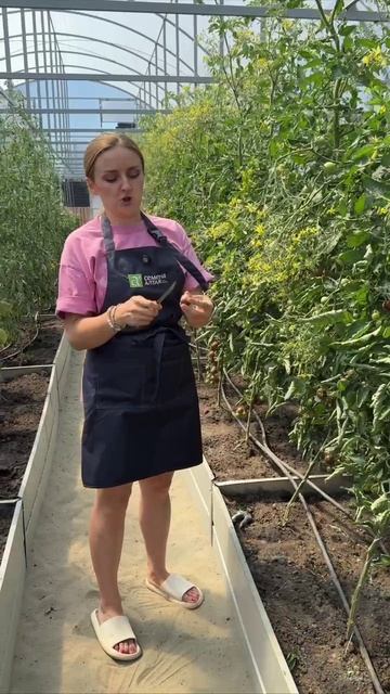 ТОМАТ ВИШНЯ В ШОКОЛАДЕ смотреть онлайн