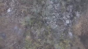 Охота на украинских кабанчиков в одной из лесопосадок.mp4