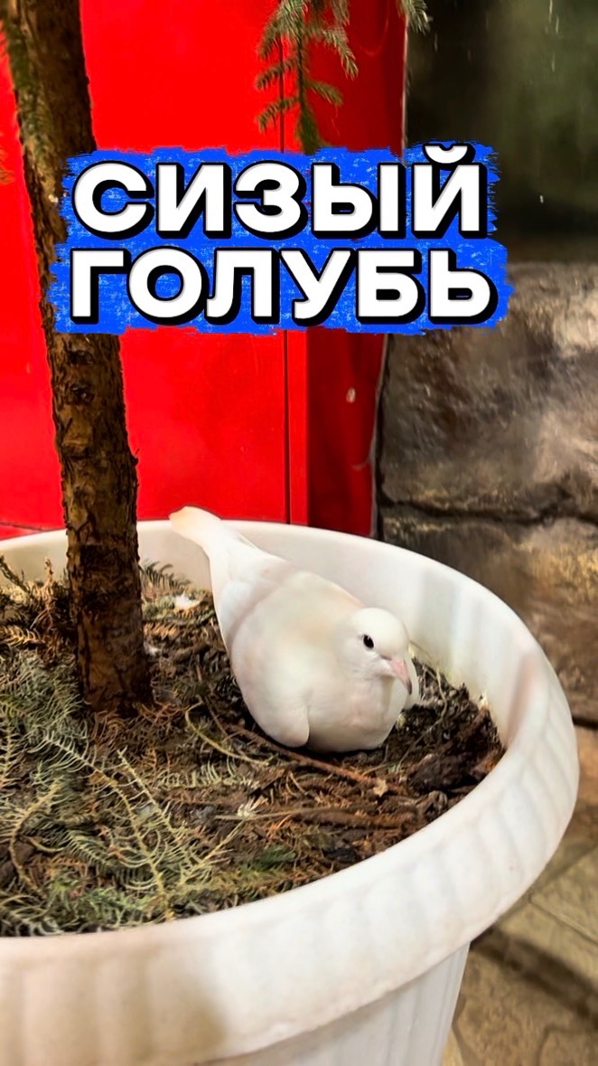 Сизый голубь 