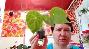 Коллекция Бегоний