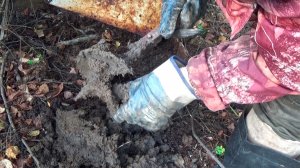 Добываю самородное Золото в болоте!