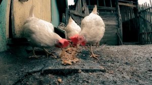 На пороге морозов. Деревенские хлопоты