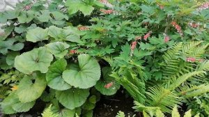 Теневой цветник у приятельницы.